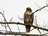 Red-tailed Hawk