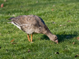 Greater White-fronted Goose