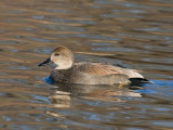 Gadwall