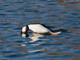 Bufflehead