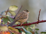 Golden-crowned Sparrow