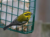 Townsends Warbler