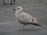 Thayers Gull