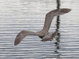 Thayers Gull