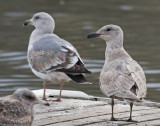 Olympic and Glaucous-winged gulls