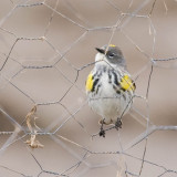 Yellow-rumped (intergrade) Warbler