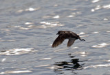 Cassins Auklet