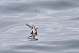 Red Phalarope