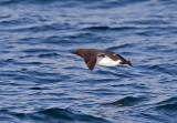 Common Murre