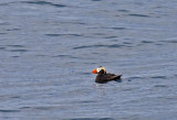 Tufted Puffin