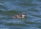 Common Murre