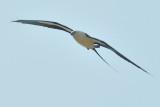 Kite_Swallow-tailed HS6_9314.jpg