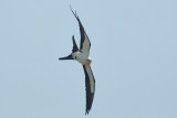 Kite_Swallow-tailed HS6_9327.jpg