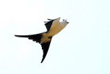 Kite_Swallow-tailed HS6_9336.jpg