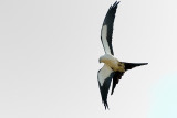 Kite_Swallow-tailed HS6_9340.jpg