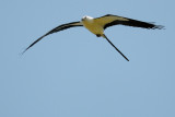 Kite_Swallow-tailed HS6_9467.jpg