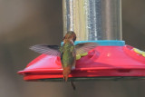 Hummingbird_Allens HS7_3243.jpg