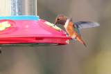 Hummingbird_Allens HS7_3250.jpg