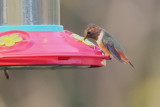 Hummingbird_Allens HS7_3252.jpg