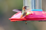 Hummingbird_Allens HS7_3342.jpg