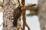 Woodpecker_Red-cockaded HS5_9670.jpg