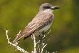 Kingbird_Gray HS7_5797.jpg