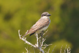 Kingbird_Gray HS7_5800.jpg