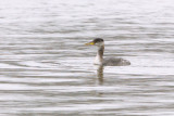 Grebe_Red-necked HS3_1045.jpg