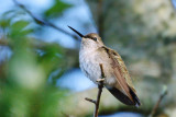 Hummingbird_Black-chinned HS3_1663.jpg