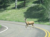 Deer in the Road KM.JPG