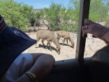 Out of Africa 5-12-2012 028.jpg