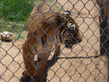 Out of Africa 5-12-2012 033.jpg