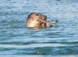 Grijze Zeehond