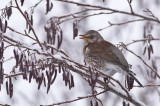 Kramsvogel