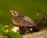 Kramsvogel ( juveniel)