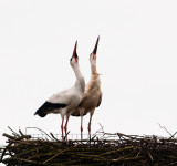 Ooievaar, broedpaar Paddenpoel,klepperend