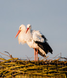 Ooievaar, broedpaar Paddenpoel