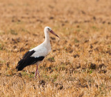 Ooievaar man  fourageerd in akker Karbrugse veld