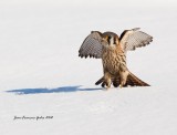 Crcerelle d Amrique (American Kestrel)  femelle