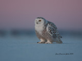 Harfang des neiges (Snowy Owl)