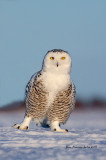 Harfang des neiges (Snowy Owl)