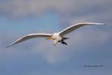 Grande aigrette (Great Egret)