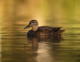 Canard noir (American Black Duck)