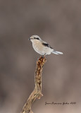 Pie-griche grise( Northern Shrike)