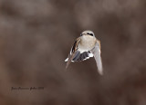 Pie-griche grise( Northern Shrike)