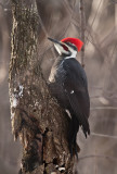 Grand pic (Pileated Woodpecker)