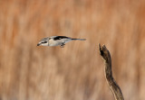 Pie-griche grise( Northern Shrike)