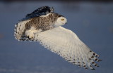 Harfang des neiges  (Snowy Owl)