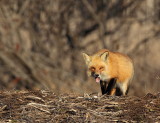 Red Fox (Renard roux)