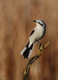 Northern Shrike (Pie-grche grise)